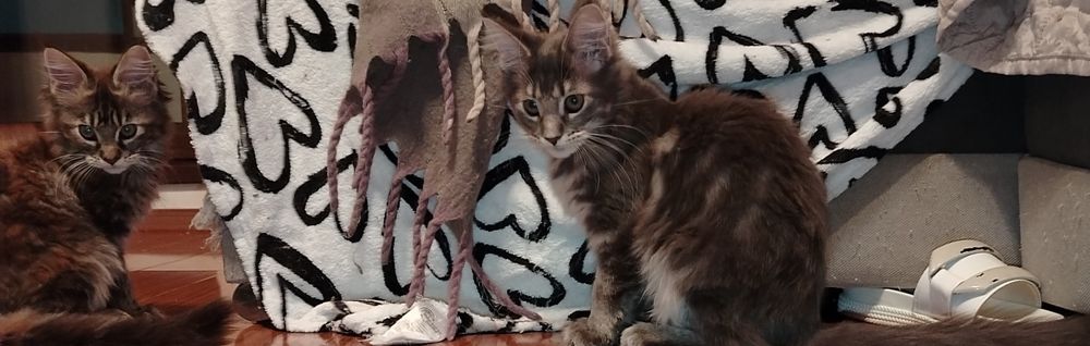 Baitel,rasa pura Maine Coon