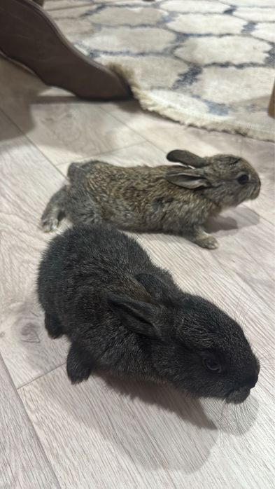 Продам маленьких кроликов