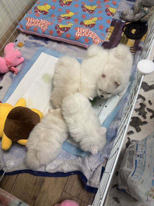 Продам шпицов мини мишки