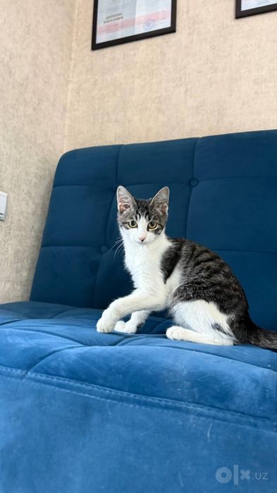 Котенок Джек отдам в заботливые руки. Доставим до дома, бесплатно.