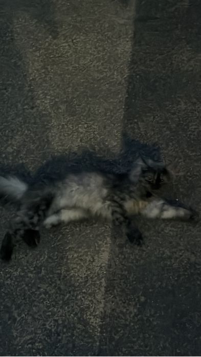 Кошечка ищет дом