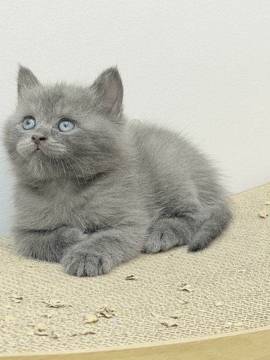 Продается котик британец