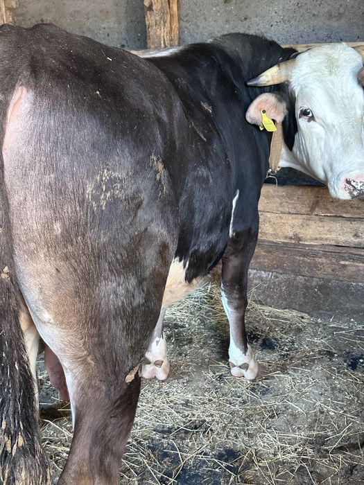 Бычек(на согым)жирная