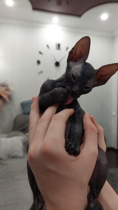 Продаётся котик породы Донского Сфинкса