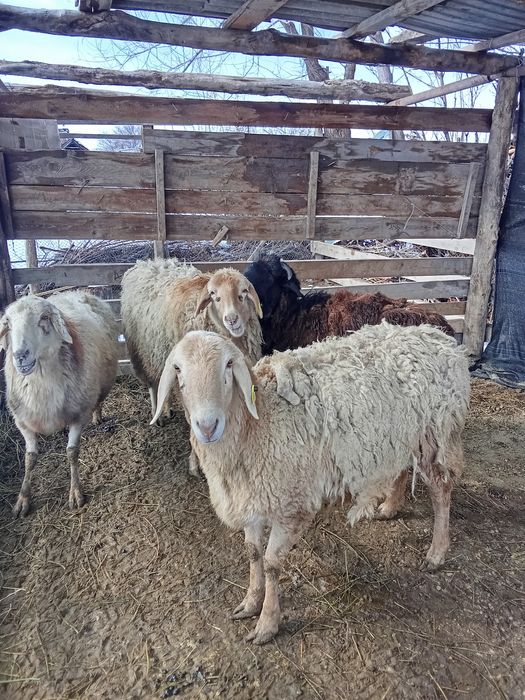 Продам Баранов !