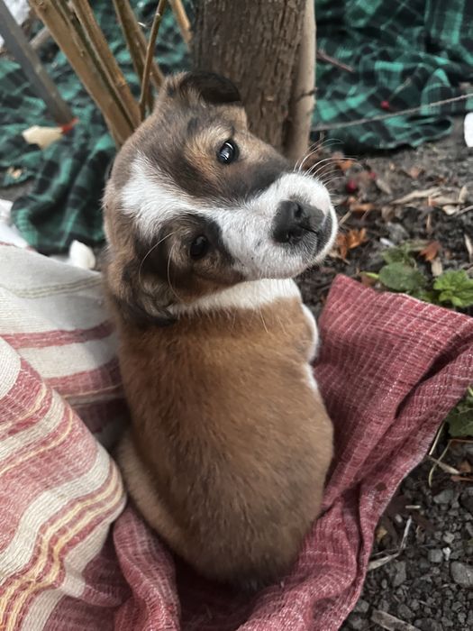 Отдам щенков в доьрые руки