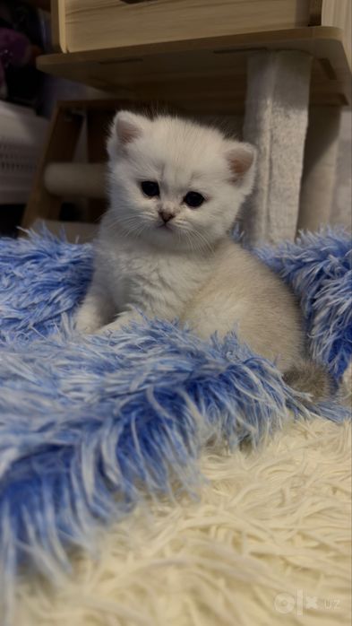 Котята шиншиллы - ( серебристый окрас)