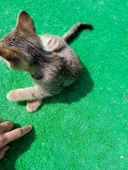 Отдам котят 3 мес
