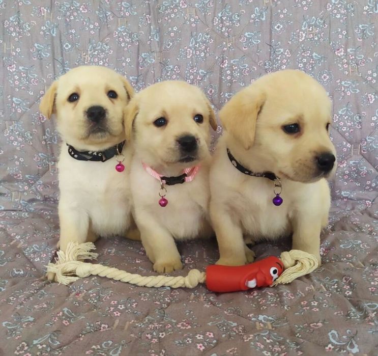 Продажа щенки лабрадора ретривера