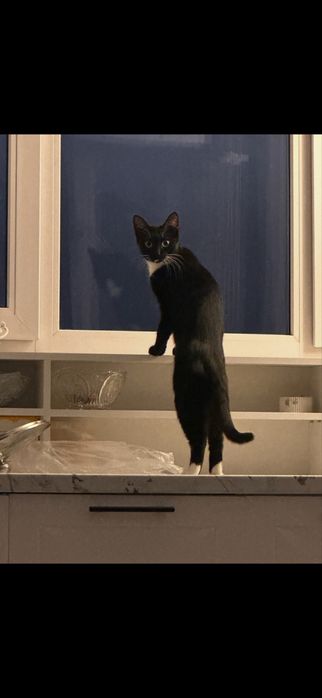 Отдам даром кошечку