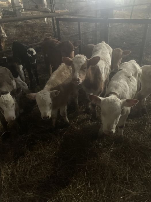 Продам телят оптом