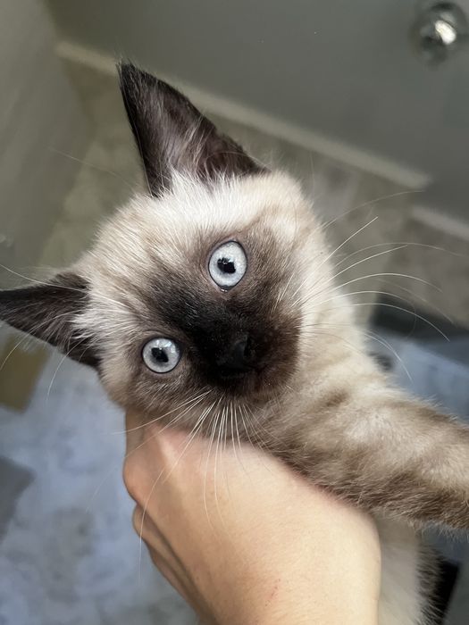 продам сиамского котенка