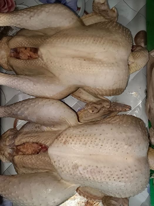 Домашние  идюки тушки