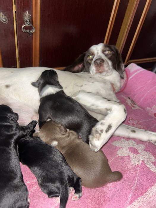 Отдам щенков спаниеля