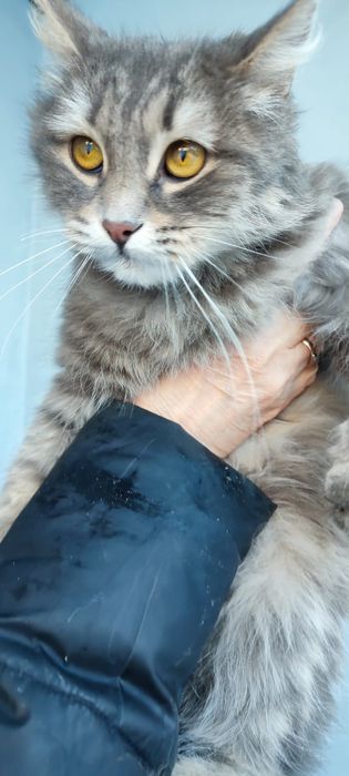 Отдам молодую  кошечку в добрые руки