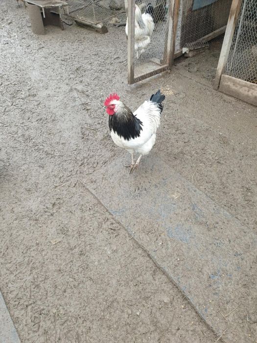 Vând găini de rasă