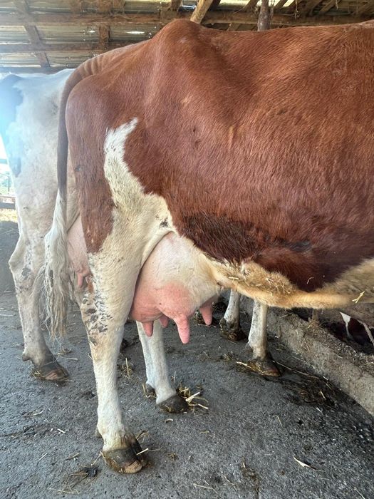 Vaci cu lapte fătate recent