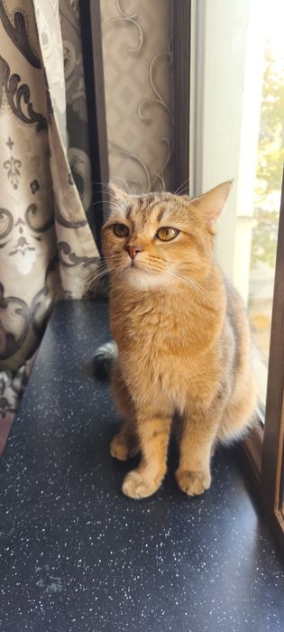 Кошка красивая и умная