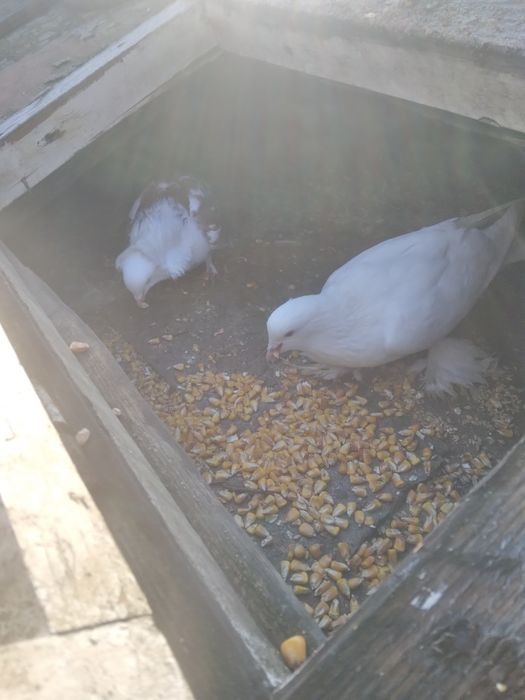 Vând 3 porumbei unul încălțat,unu capucin,si o poștă albă