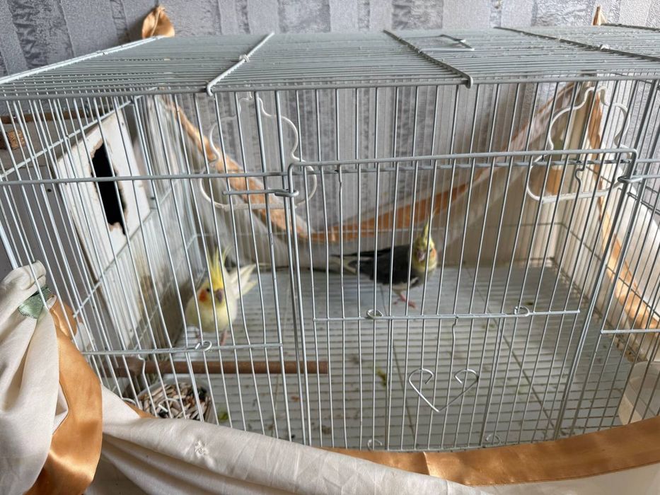 Корелло попугай .