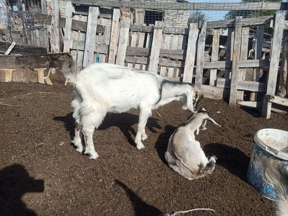 , Продам трёхмесячного комолого козлёнка