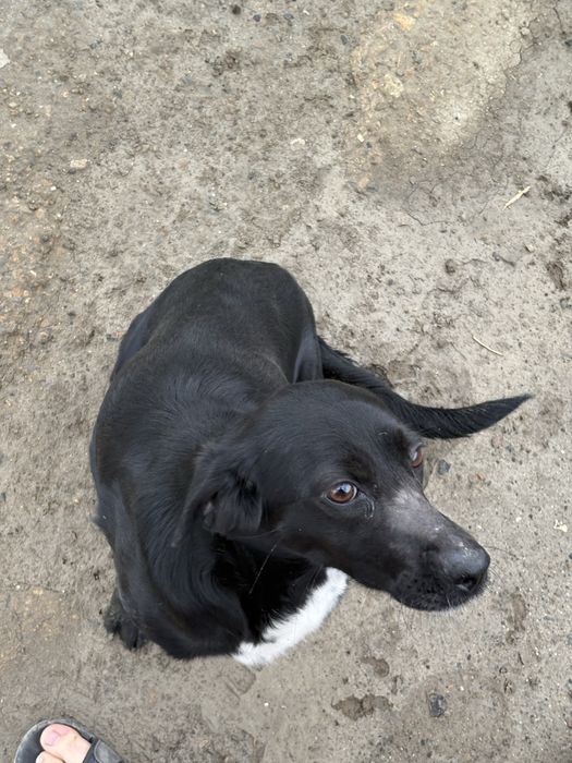 Отдам в добрые руки