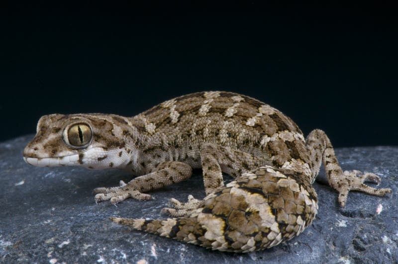 Hemidactylus imbricatus și crested gecko