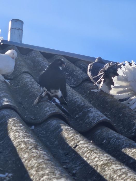 Porumbei Jucători de Botoșani