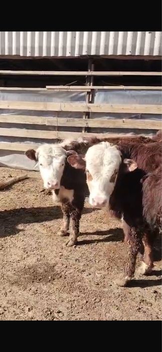 Бұқалар сатылымда !!! Продается быки!!!