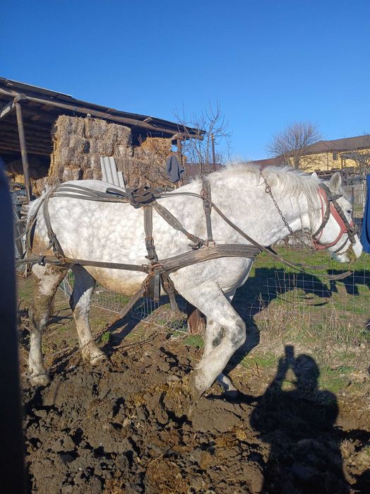 Vând iapă bună - 3000 euro