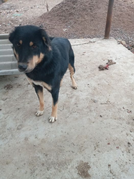 Чупон ит сотилади.