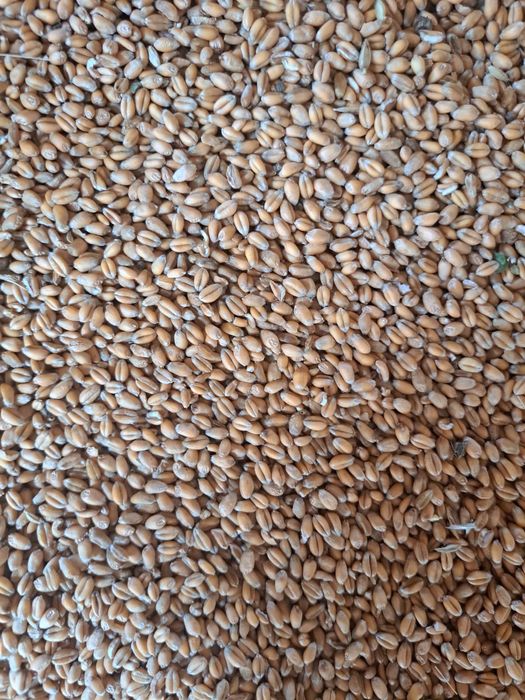 Grâu de vanzare este bun de panificatie