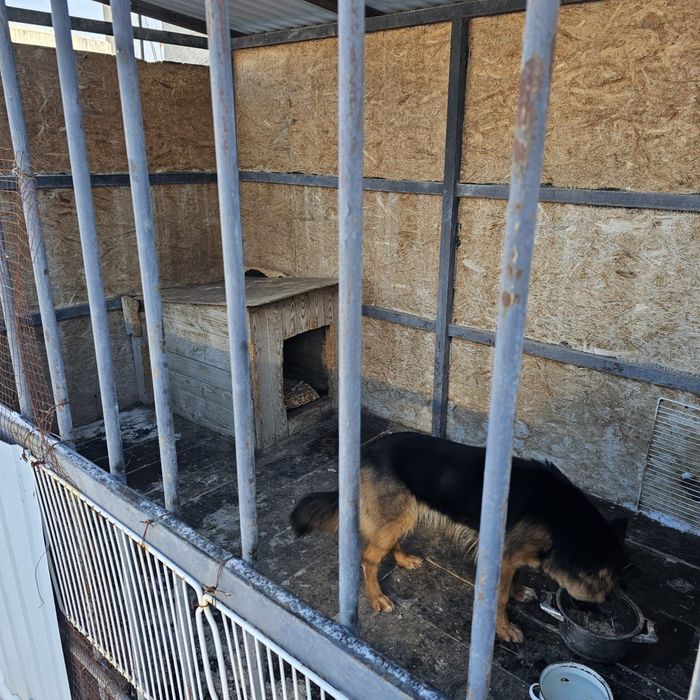 Вольер для собак