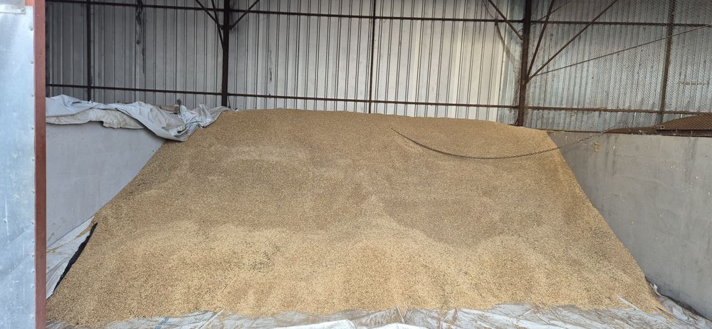 Vand orz ,Porumb,faina de porumb  boabe,crimping ,  ,s