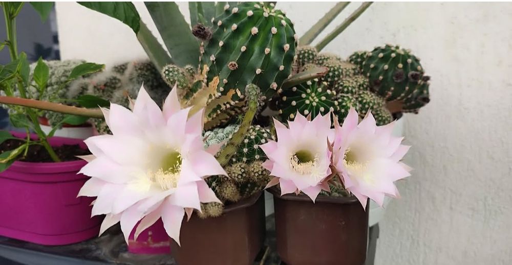 Кактуси, различни видове