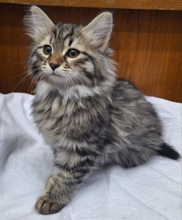 Котята,котята,котята