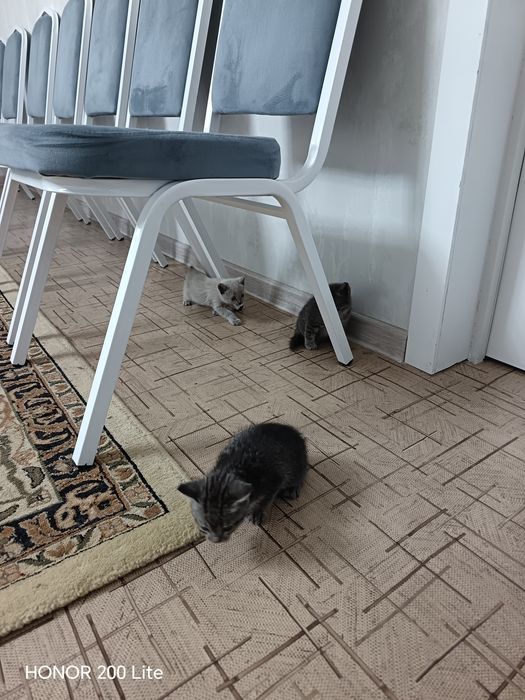 Котята. Даром. Есть доставка.