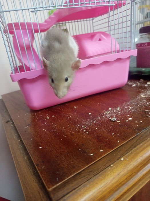 Продаю Крысу с клеткой СРОЧНО!