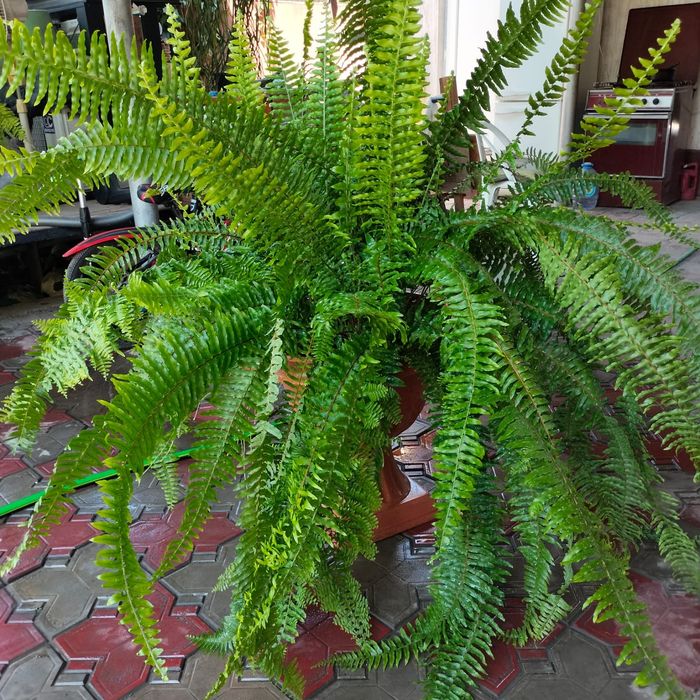 Комнатные цветы для дома и офиса.