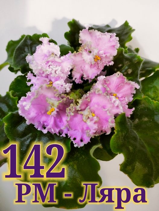 Продам сортовые фиалки