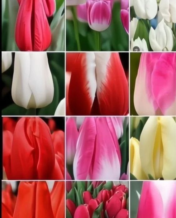 Гүл, Гүлдер, Қызғалдақ тюльпаны