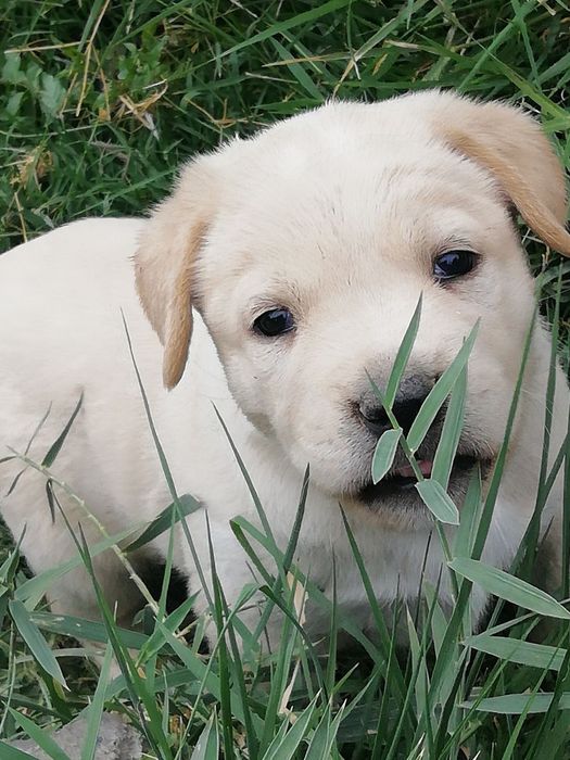 Щенята в добрые руки