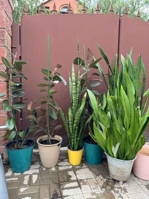 Комнатные цветы , цветы в офис