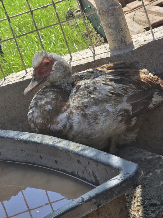 Oua de raţă BIO - crescute la țară
