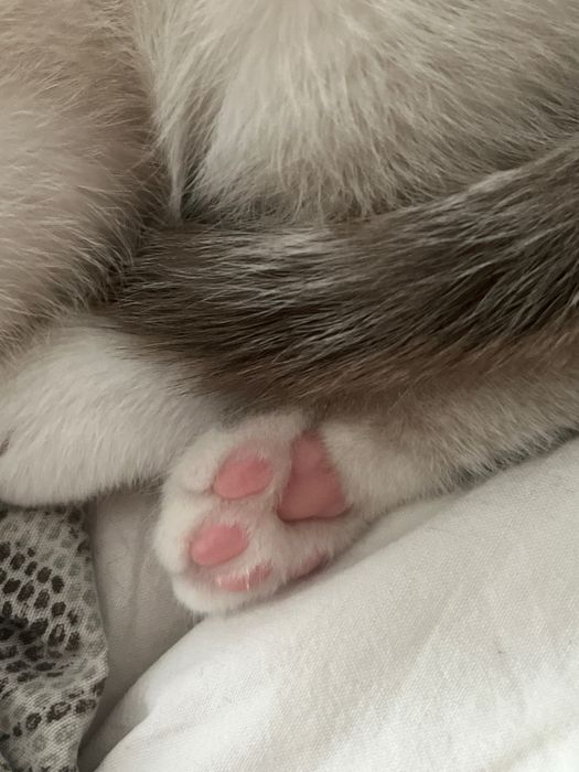 Котенок мальчик породистый