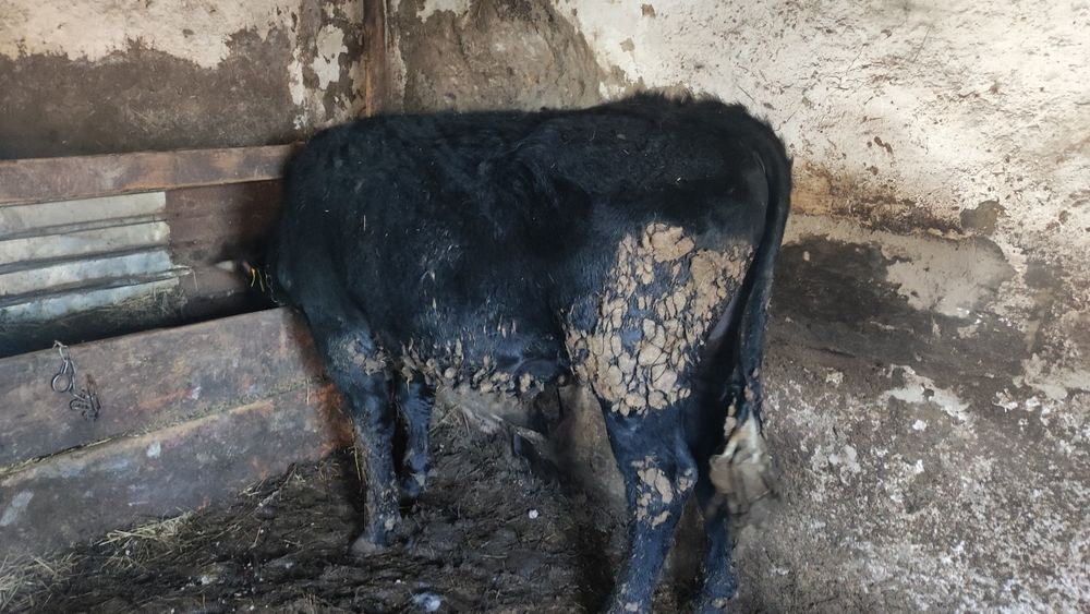 Бұқа сатылады жемделген