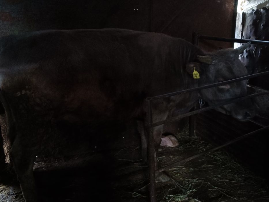 Продам быка бык бычок