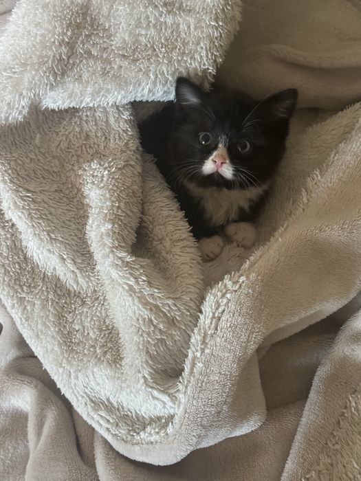 Отдадим котенка в добрые руки