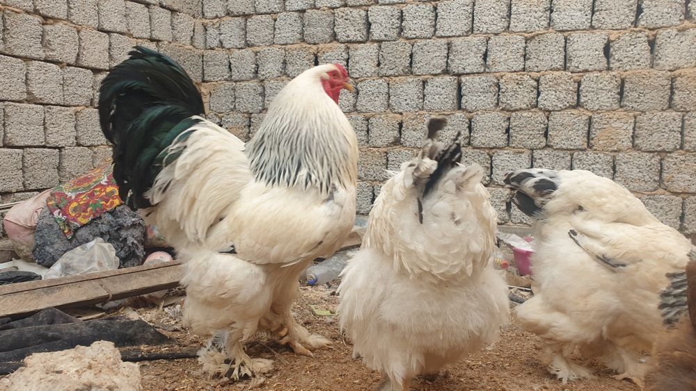 Brama tuhumlari sotiladi asil zot aralashmagan qoni toza