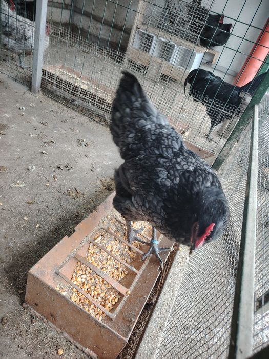 Vând oua Australorp albastru și negru.